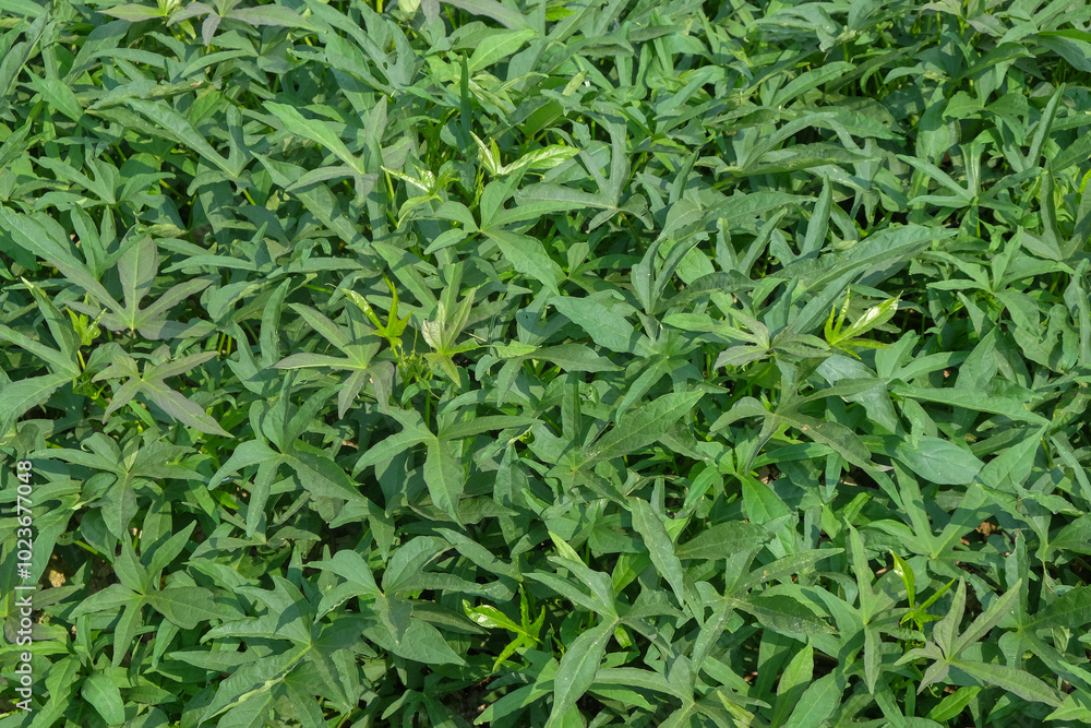 Abstract shape, pattern and texture of sweet potato leaves in the field. sweet potato leaves are dense and green. Can be used for graphic design or banner background Abstract shape, pattern and texture of sweet potato leaves in the field. sweet potato leaves are dense and green. Can be used for graphic design or banner background