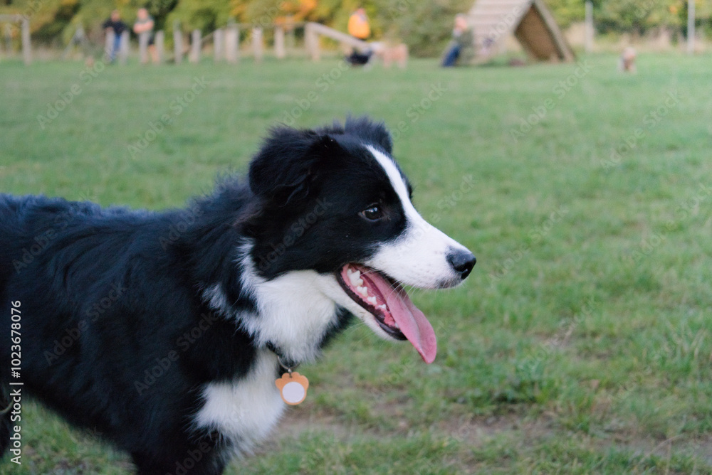 out of breath border collie dog looking ahead out of breath border collie dog looking ahead