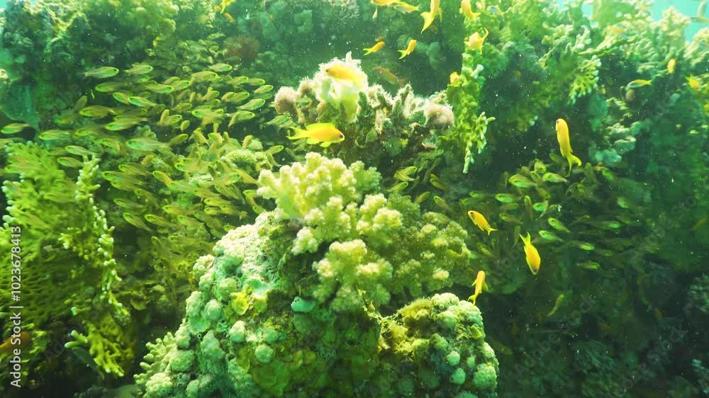 Tropical Fish on Vibrant Coral Reef Tropical Fish on Vibrant Coral Reef