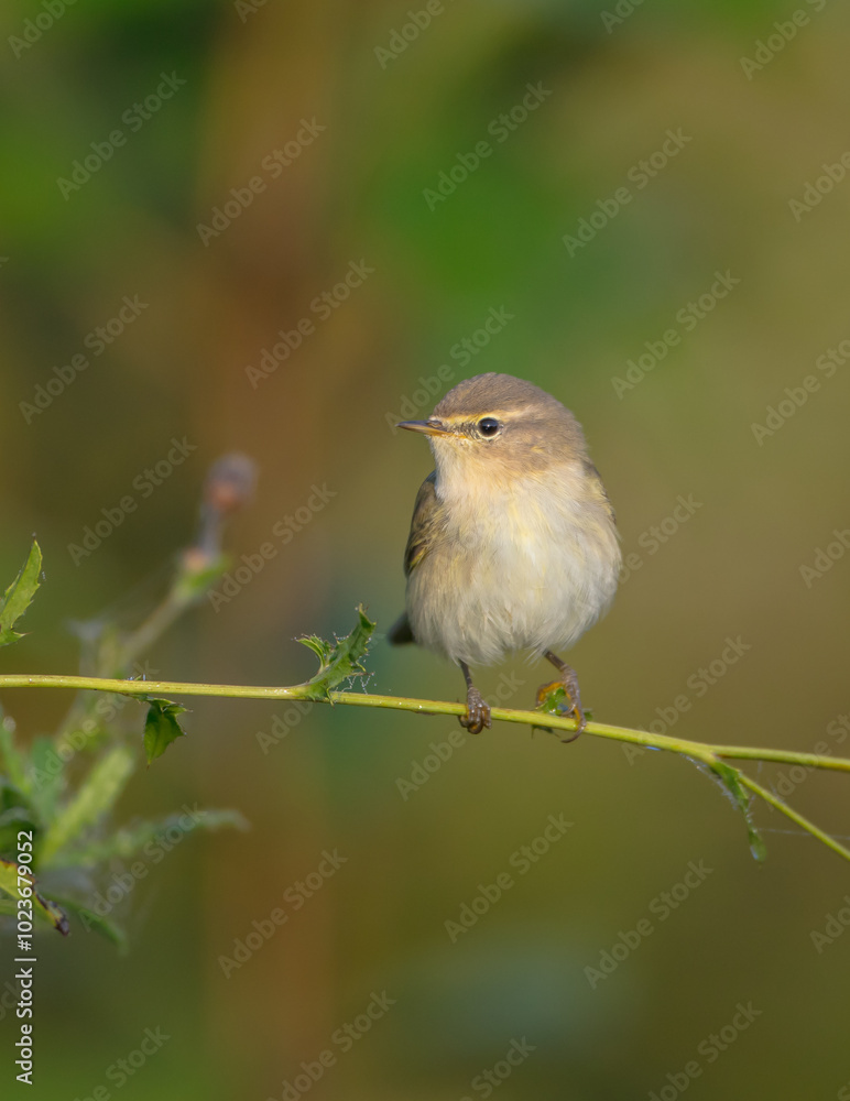 Common chiffchaff - in autumn at a wet forest Common chiffchaff - in autumn at a wet forest
