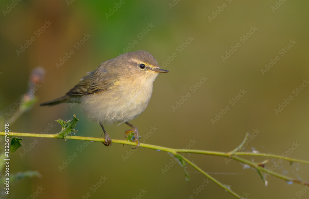 Common chiffchaff - in autumn at a wet forest Common chiffchaff - in autumn at a wet forest