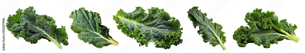 Fresh kale png cut out element set Fresh kale png cut out element set