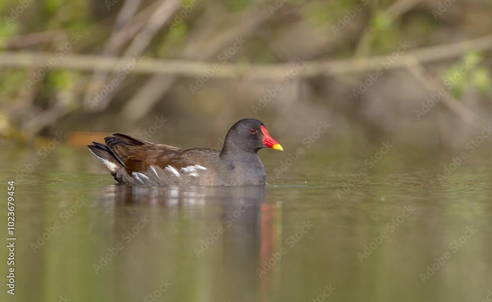 Fototapeta premium The common moorhen - adult bird in spring