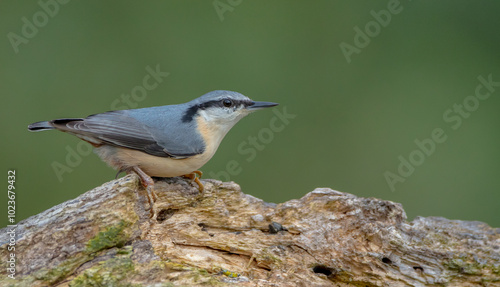 Eurasian nuthatch - in autumn at a wet forest