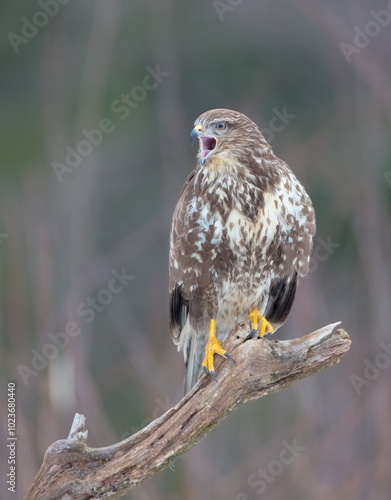 Common Buzzard in spring at a wet forest