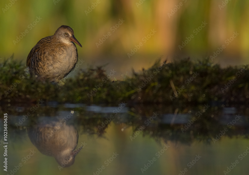 Fototapeta premium Water Rail - juvenile bird at a wetland in summer 
