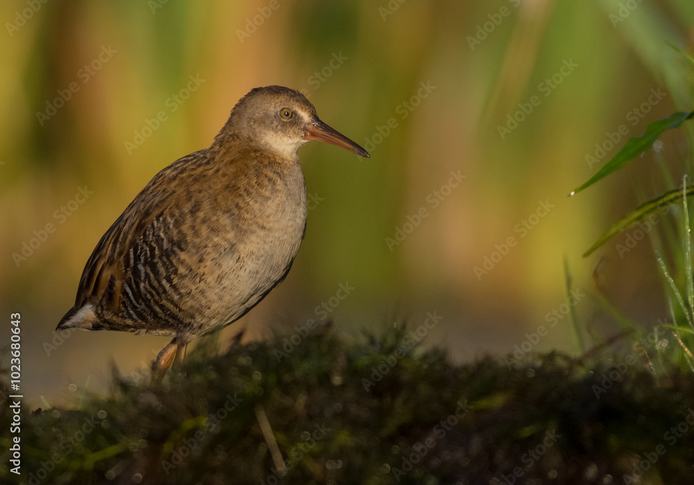 Water Rail - juvenile bird at a wetland in summer
Water Rail - juvenile bird at a wetland in summer