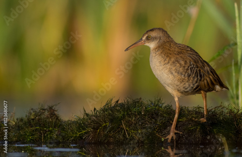 Water Rail - juvenile bird at a wetland in summer 