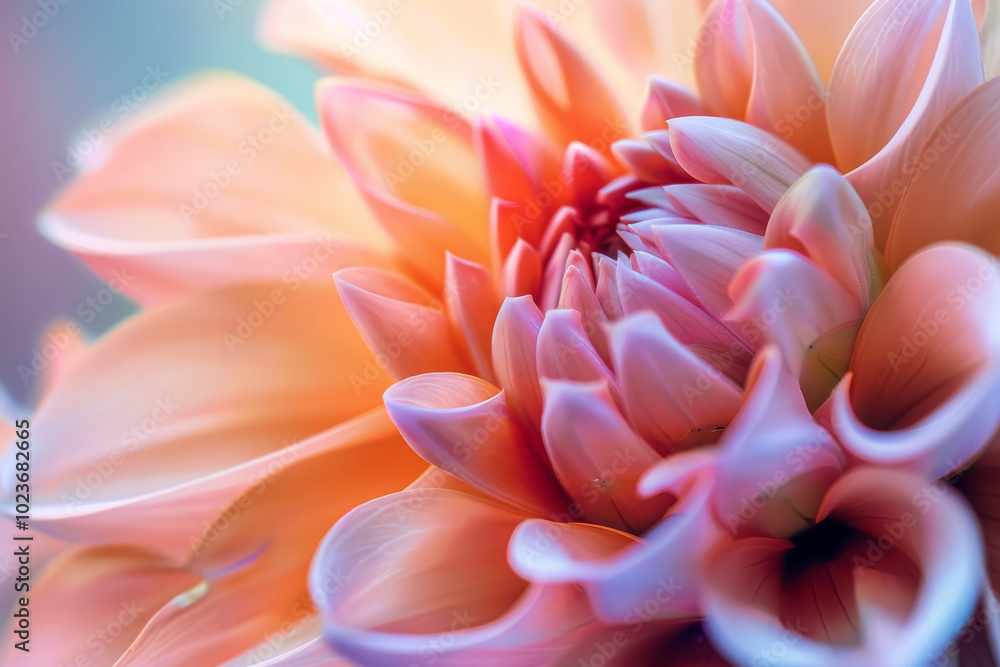 A close up of a pink flower with a blue background A close up of a pink flower with a blue background