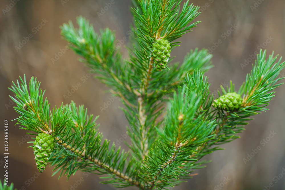 Close-up of young green pine cones growing on vibrant pine branches, representing new growth and natural beauty Close-up of young green pine cones growing on vibrant pine branches, representing new growth and natural beauty