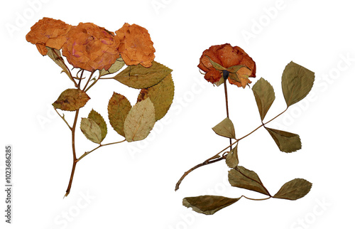 Dried rose flowers and twigs with leaves. Dry pressed leaf and flower. Can be used for retro, vintage and nostalgic scrapbooking design. Isolated on white background