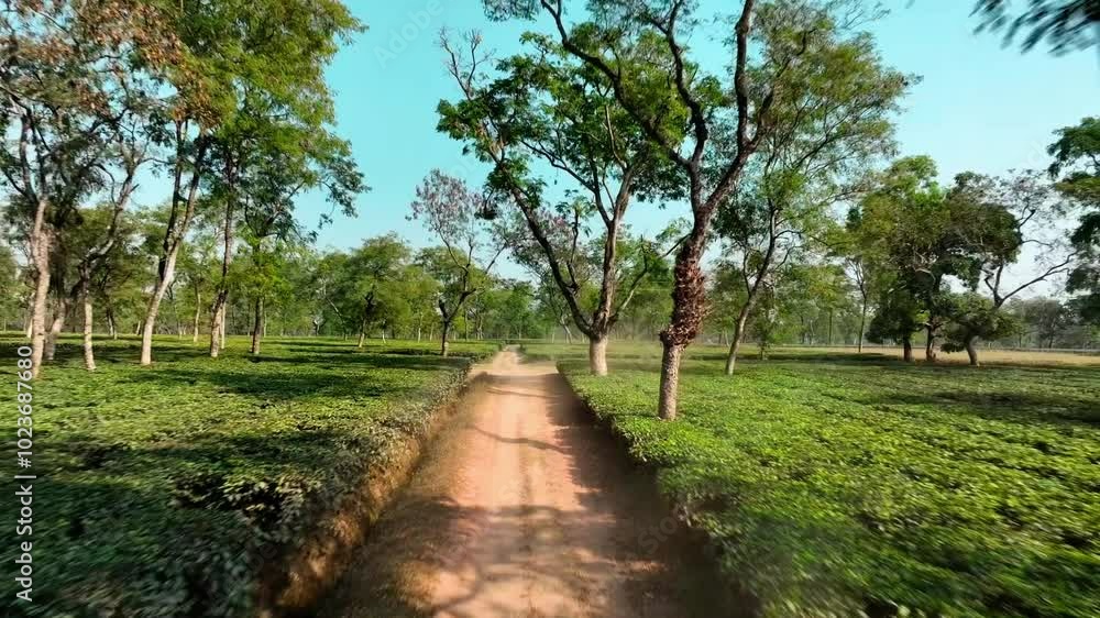 path in the tea garden path in the tea garden