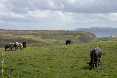 Cows on an island 