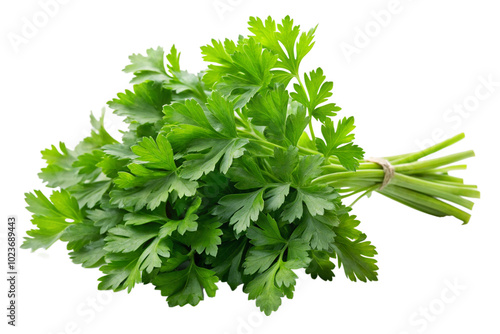 Fresh parsley herb png