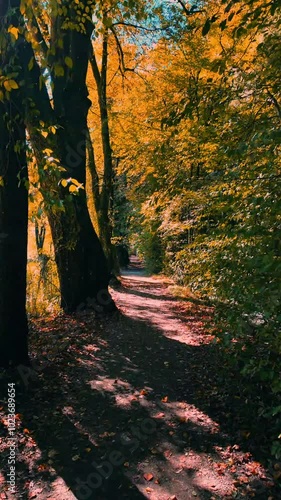 autumn in the forest