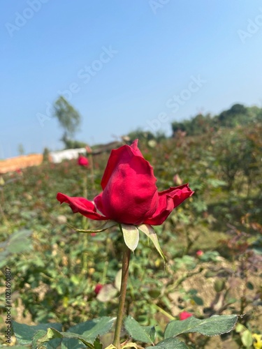 Red Rose