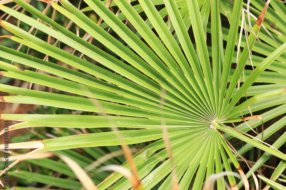 Fototapeta premium Fresh green leaf of a Chamaerops palm, close-up. Nature background. Plant. Natural wallpaper with close-up of summer plants. Detail of close-up foliage of European fan palm