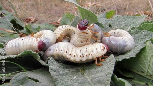 Many stag beetle larvae stag beetle larvae on a green background Lucanus cervus