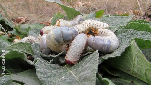 Stag beetle larvae, stag beetle larvae on a green background Lucanus cervus