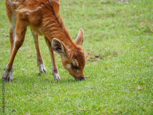 Fototapeta Naklejka Na Ścianę i Meble -  Sitatunga