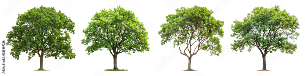 Lush tree png cut out element set Lush tree png cut out element set