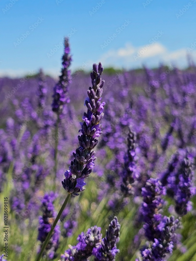 Obraz premium lavender field region