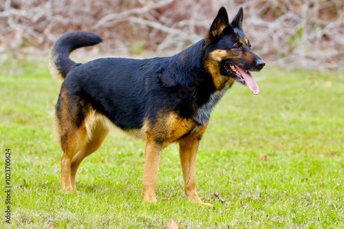 german shepherd dog