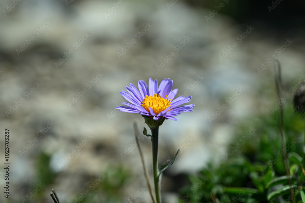 Aster des Alpes Aster des Alpes