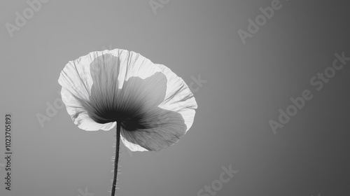 Wallpaper Mural Elegant Black and White Photograph of a Single Flower with Delicate Petals Against a Gradient Background Torontodigital.ca
