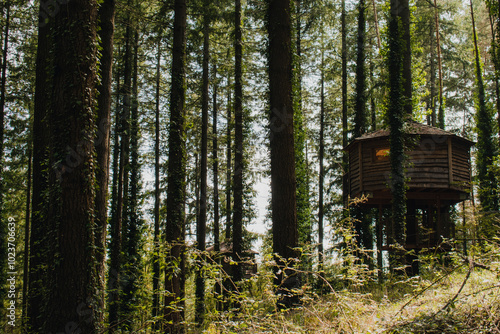Forest cabin