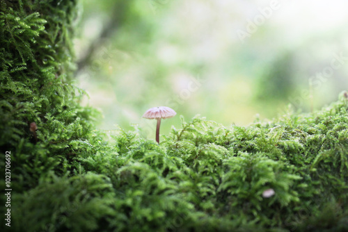 Mushroom