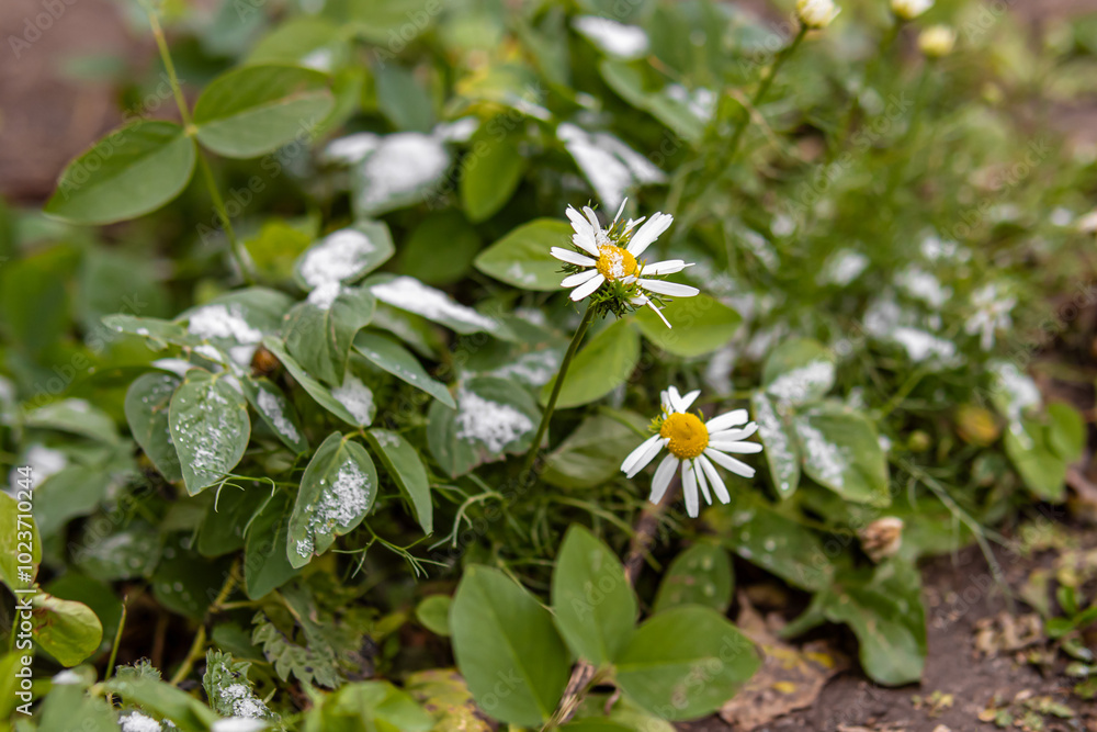 Obraz premium Daisies in a flower bed. The first frosts and snow