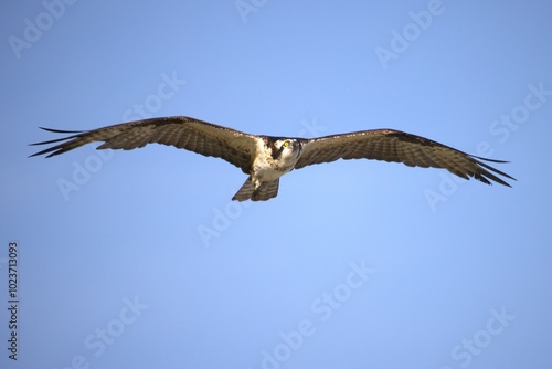 osprey in flight