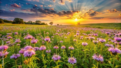 Summer sunset sky over midwest prairie with wild bergamot flowers