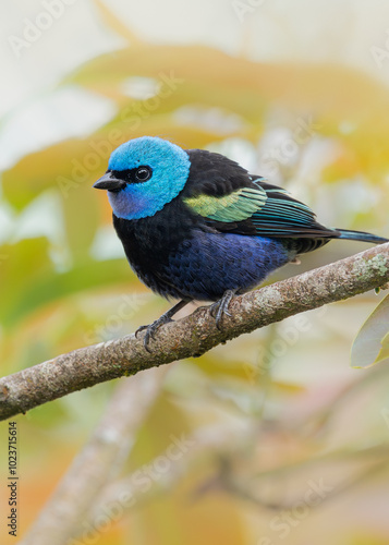 The blue-necked tanager (Tangara cyanicollis) is a species of bird in the family Thraupidae. It is found in South America from Colombia to Bolivia.