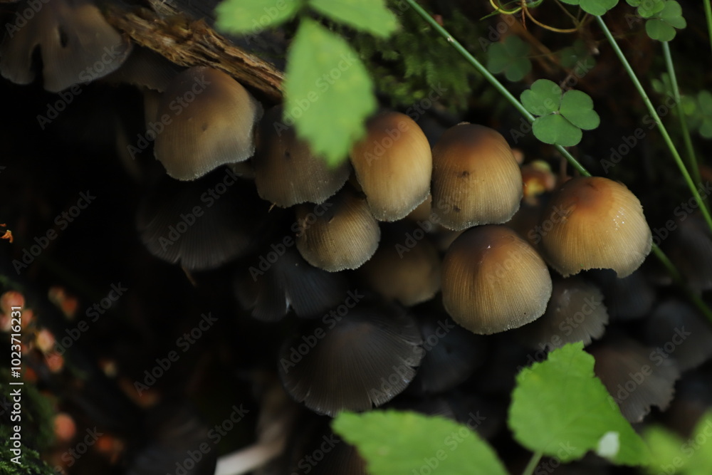 brown and black mushrooms among the forest litter brown and black mushrooms among the forest litter