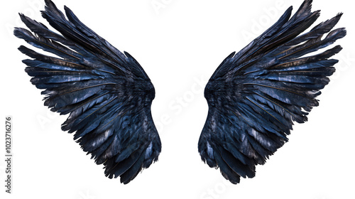 Dark Angel Wings on White Background: Glossy Black Feathers with Blue Sheen, Mystical Design Element photo