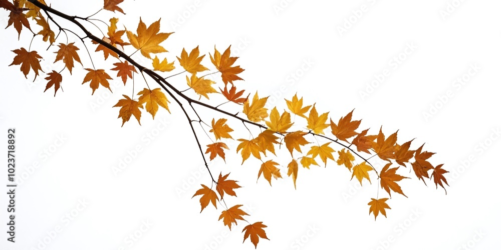 A downward sloping autumn maple leaf branch, plant, nature, scenery A downward sloping autumn maple leaf branch, plant, nature, scenery