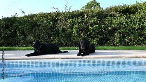 Black Labrador dogs are guarding their master in the swimming pool on a Summer day.