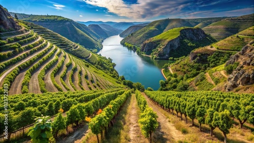 Heroic grape cultivation in the canyons of the Sil River photo