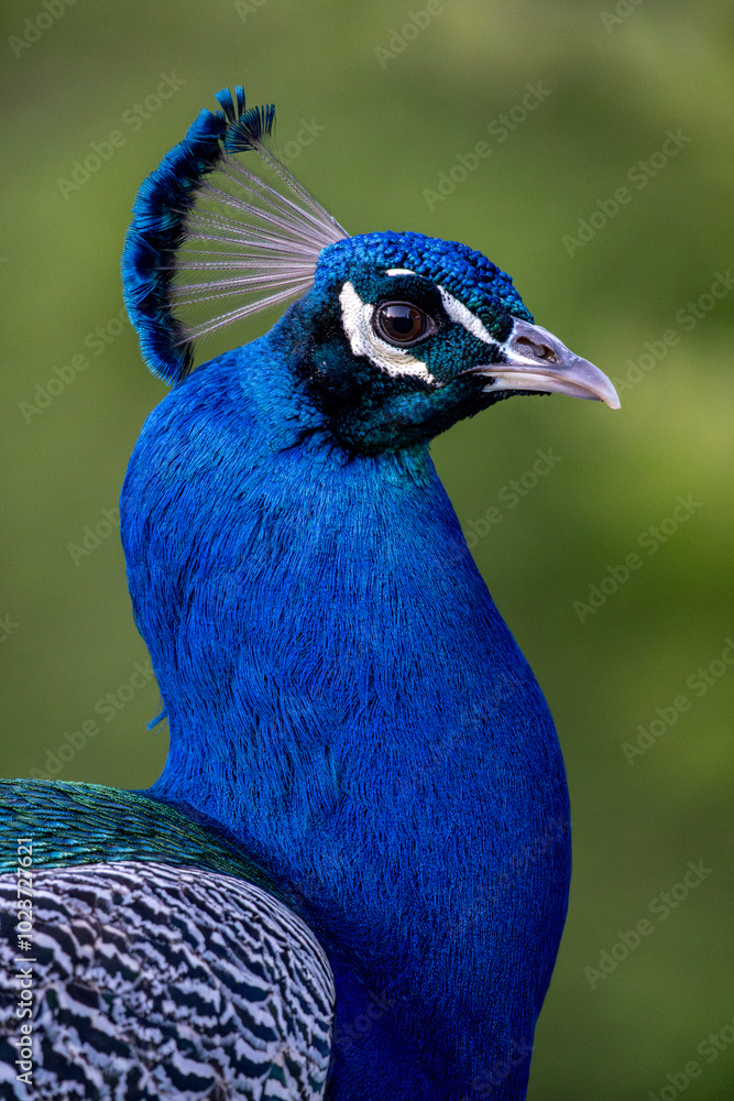 Close-up portrait of a vibrant blue peacock Close-up portrait of a vibrant blue peacock