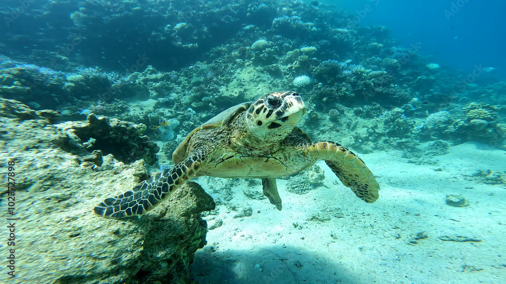 Obraz premium A sea turtle called careta swimming on the bottom of the red sea. A sea turtle filmed while diving in the Red Sea