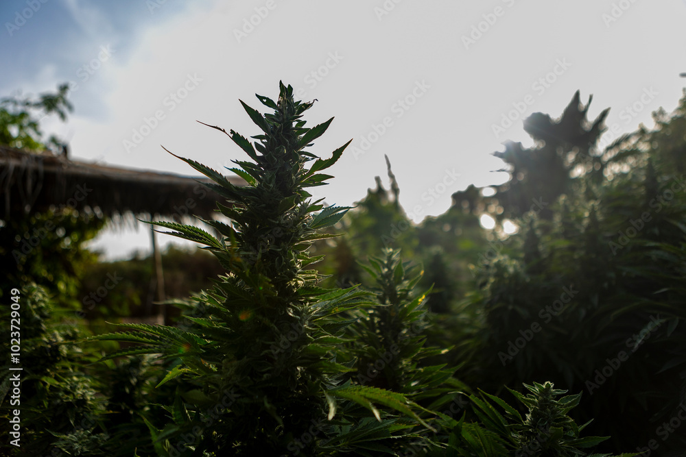 Cannabis Plant in Natural Outdoor Setting at Dusk Cannabis Plant in Natural Outdoor Setting at Dusk
