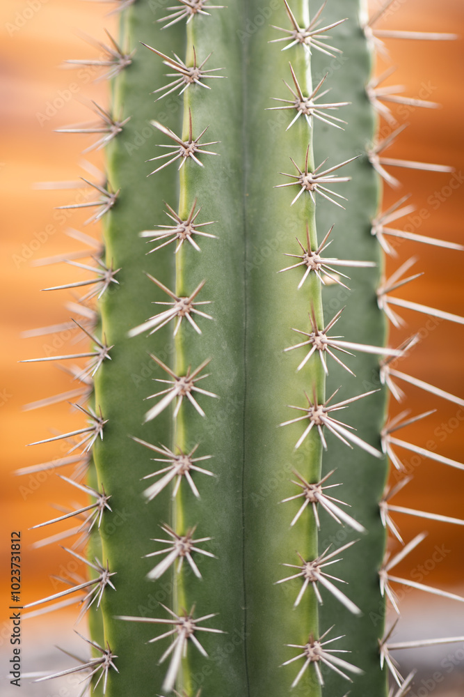 Close-up of a cactus with sharp, symmetrical spines Close-up of a cactus with sharp, symmetrical spines