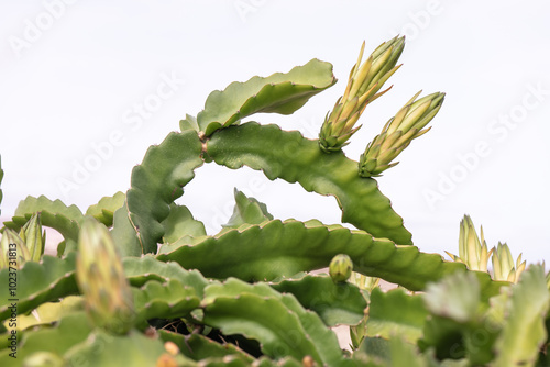 Flourishing cactus with budding flowers in natural light