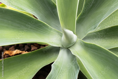 Close-up view of a green succulent plant showing detailed textures