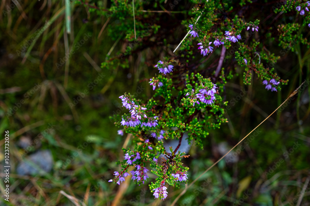 Grün Lila Strauch Gebirgspflanze, Hintergrund unscharf, Textfreiraum 