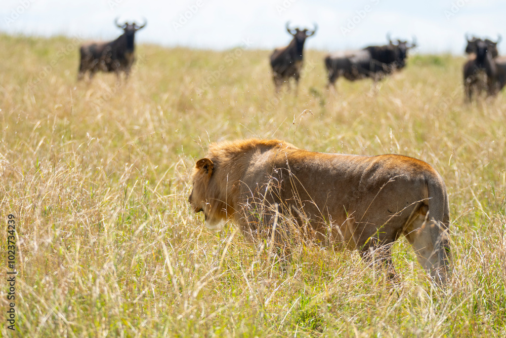 Lion amidst Wildebeest in Maasai Mara National Reserve Lion amidst Wildebeest in Maasai Mara National Reserve