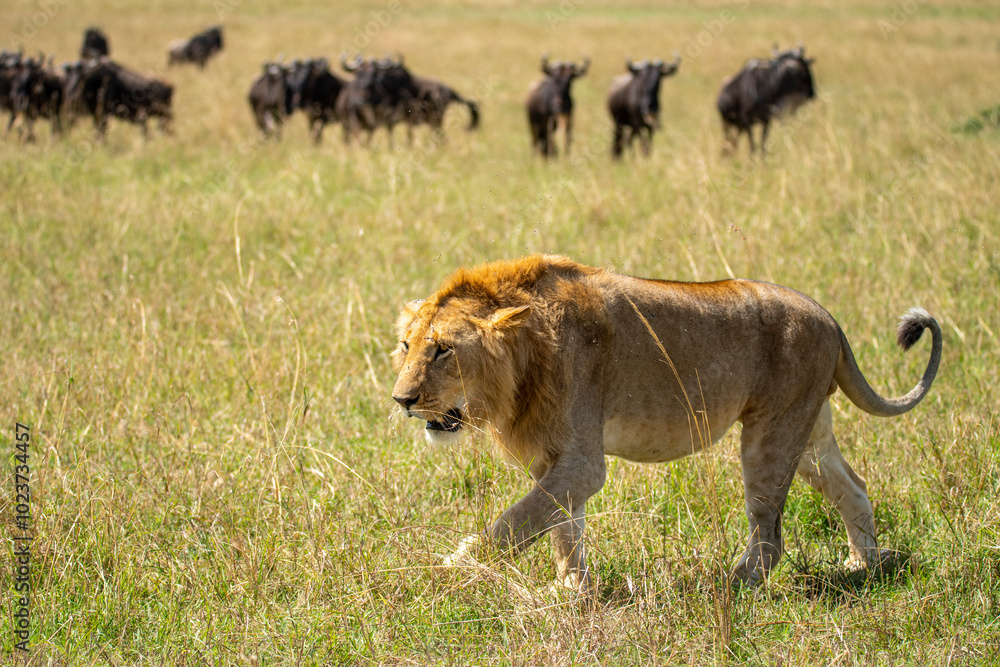 Lion prowling with wildebeest herd in Maasai Mara Lion prowling with wildebeest herd in Maasai Mara