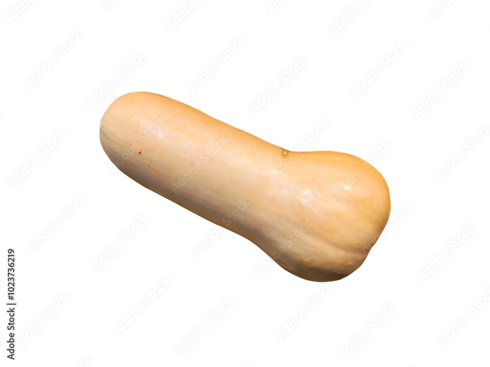 Fresh whole butternut squash isolated on white background. Raw food. Organic pumpkin. Healthy food Fresh whole butternut squash isolated on white background. Raw food. Organic pumpkin. Healthy food